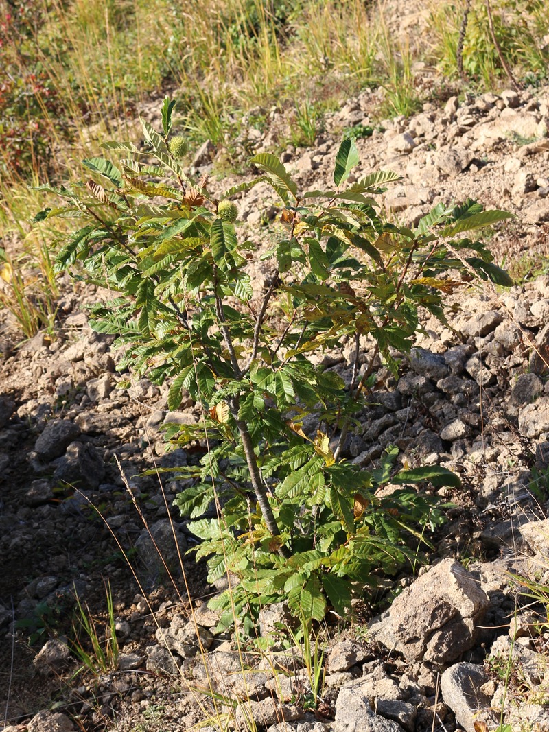 Image of Castanea sativa specimen.