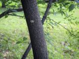 Euonymus europaeus
