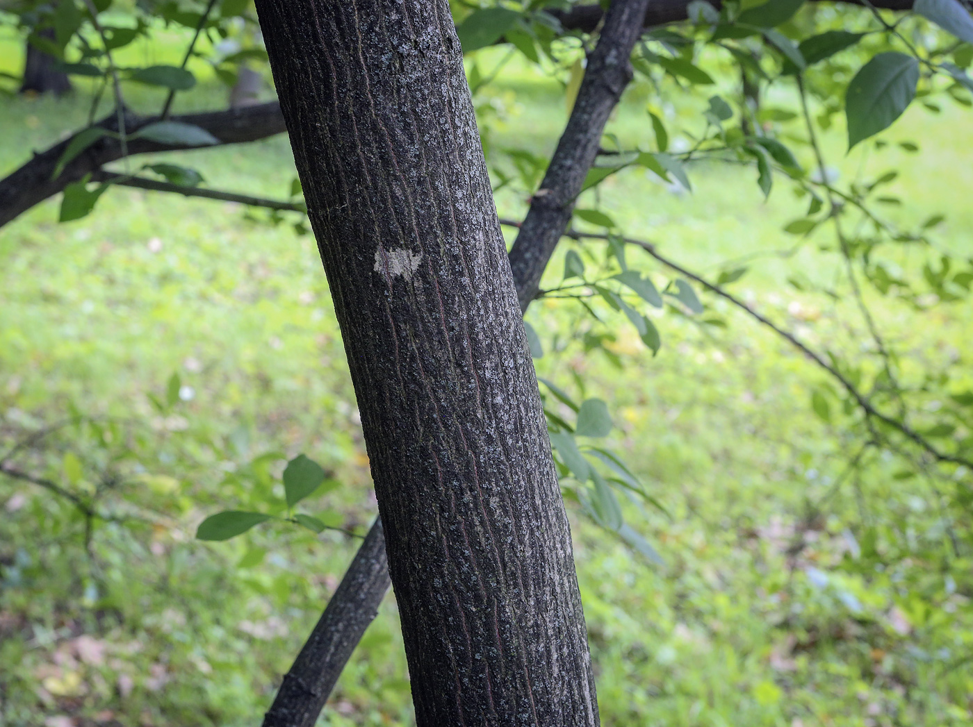 Image of Euonymus europaeus specimen.