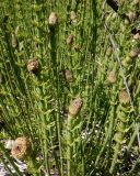 Equisetum fluviatile. Побеги со стробилами. Тверская обл., Весьегонский р-н, с. Чистая Дуброва, р. Маланья, болотина. 13 июня 2020 г.