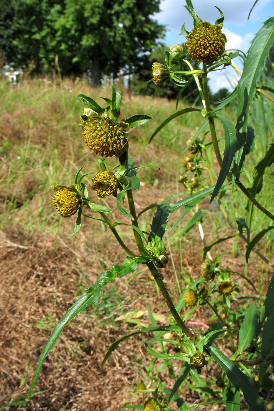 Image of Bidens cernua specimen.