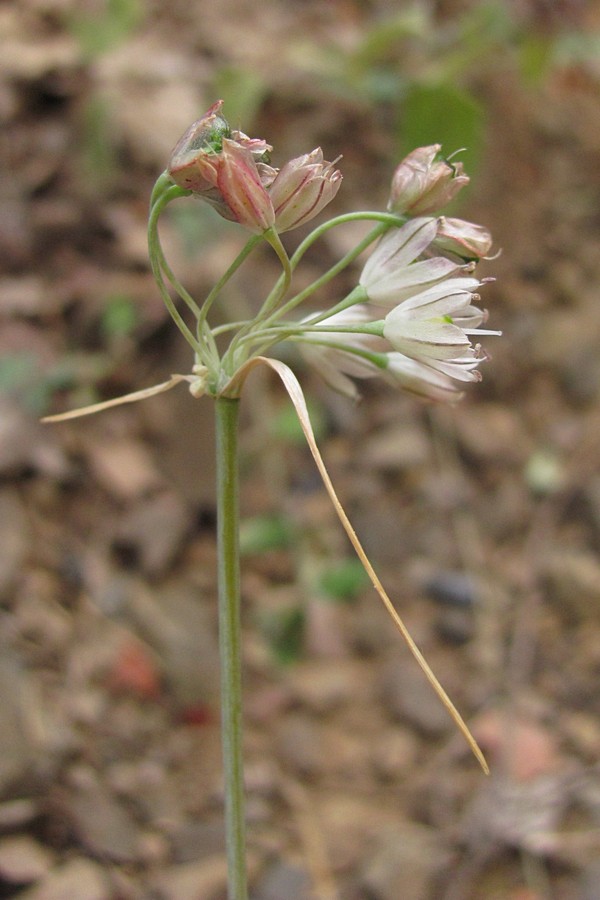 Image of Allium rupestre specimen.