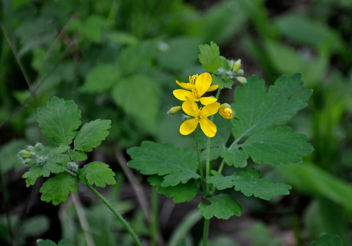 Image of Chelidonium majus specimen.