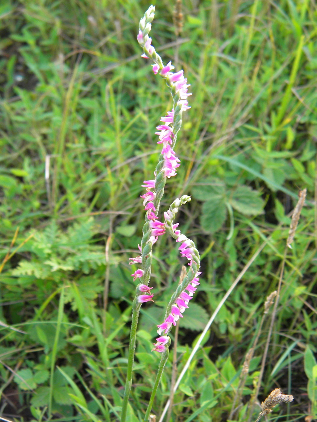 Изображение особи Spiranthes australis.