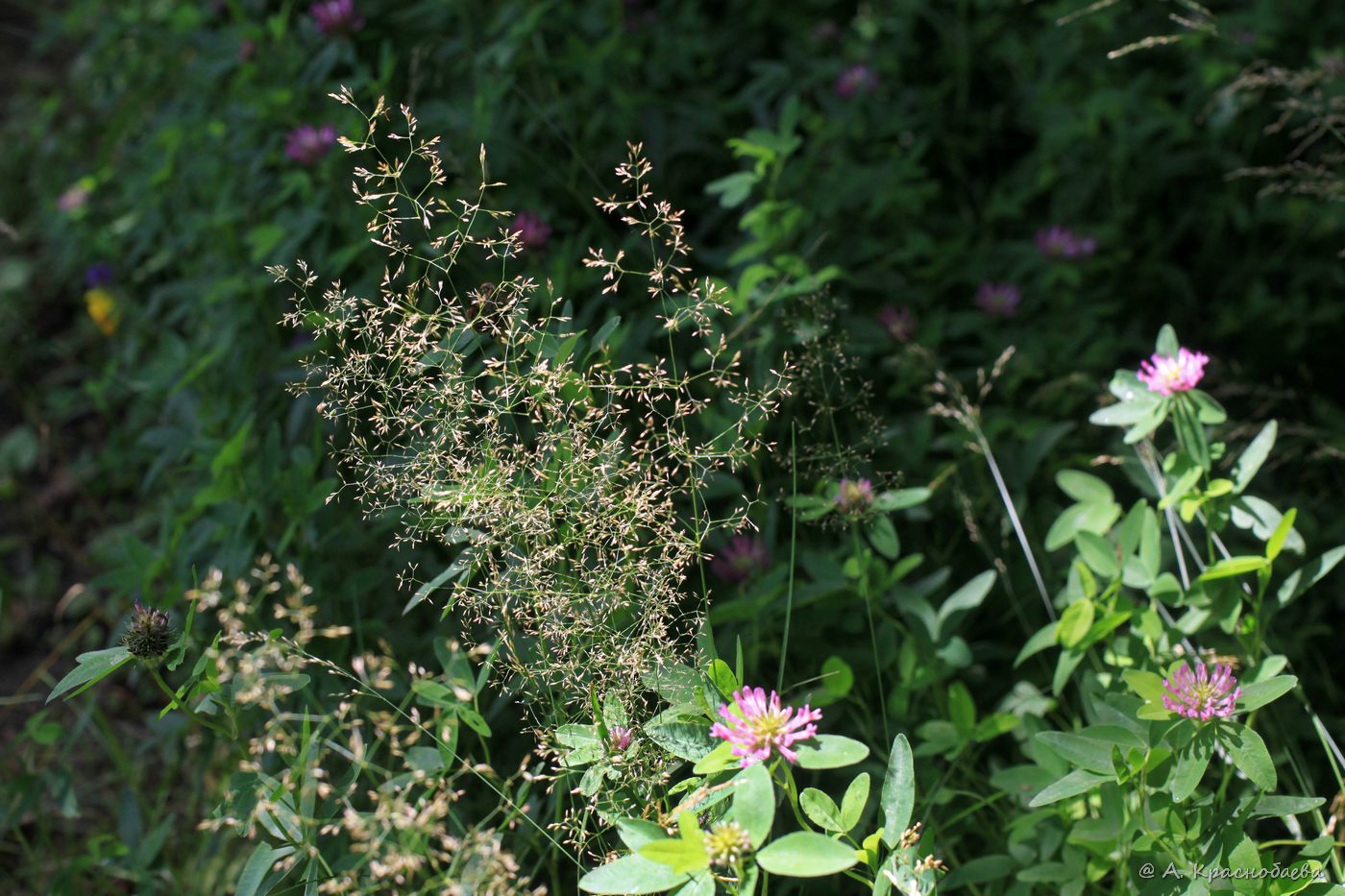 Изображение особи Agrostis tenuis.