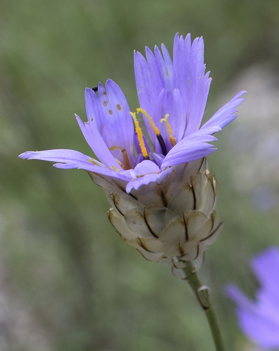 Изображение особи Catananche caerulea.