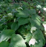 Helleborus abchasicus