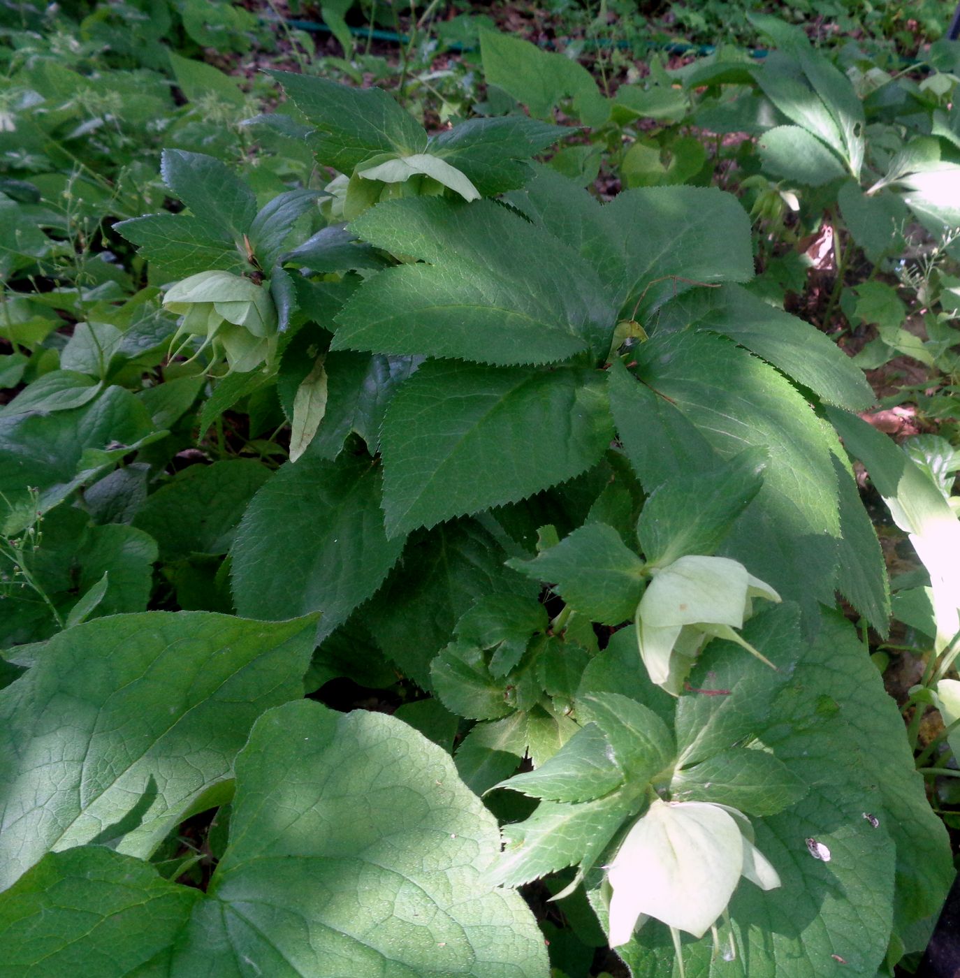 Image of Helleborus abchasicus specimen.