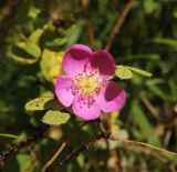 Rosa acicularis