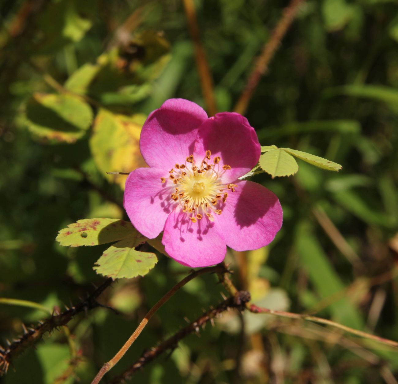 Image of Rosa acicularis specimen.