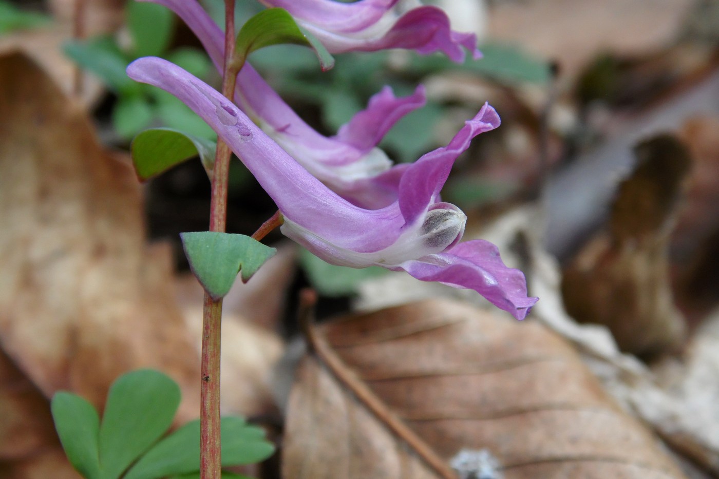 Image of Corydalis caucasica specimen.