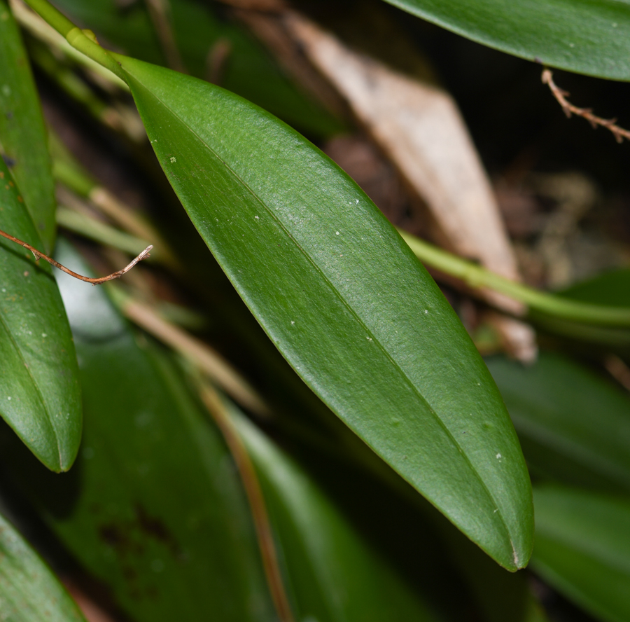 Изображение особи Stelis quinquenervia.