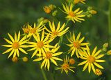 Senecio jacobaea