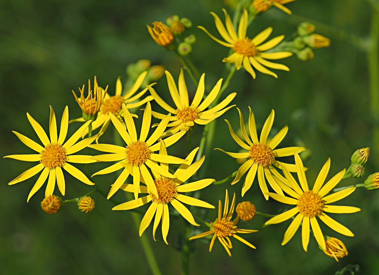 Изображение особи Senecio jacobaea.