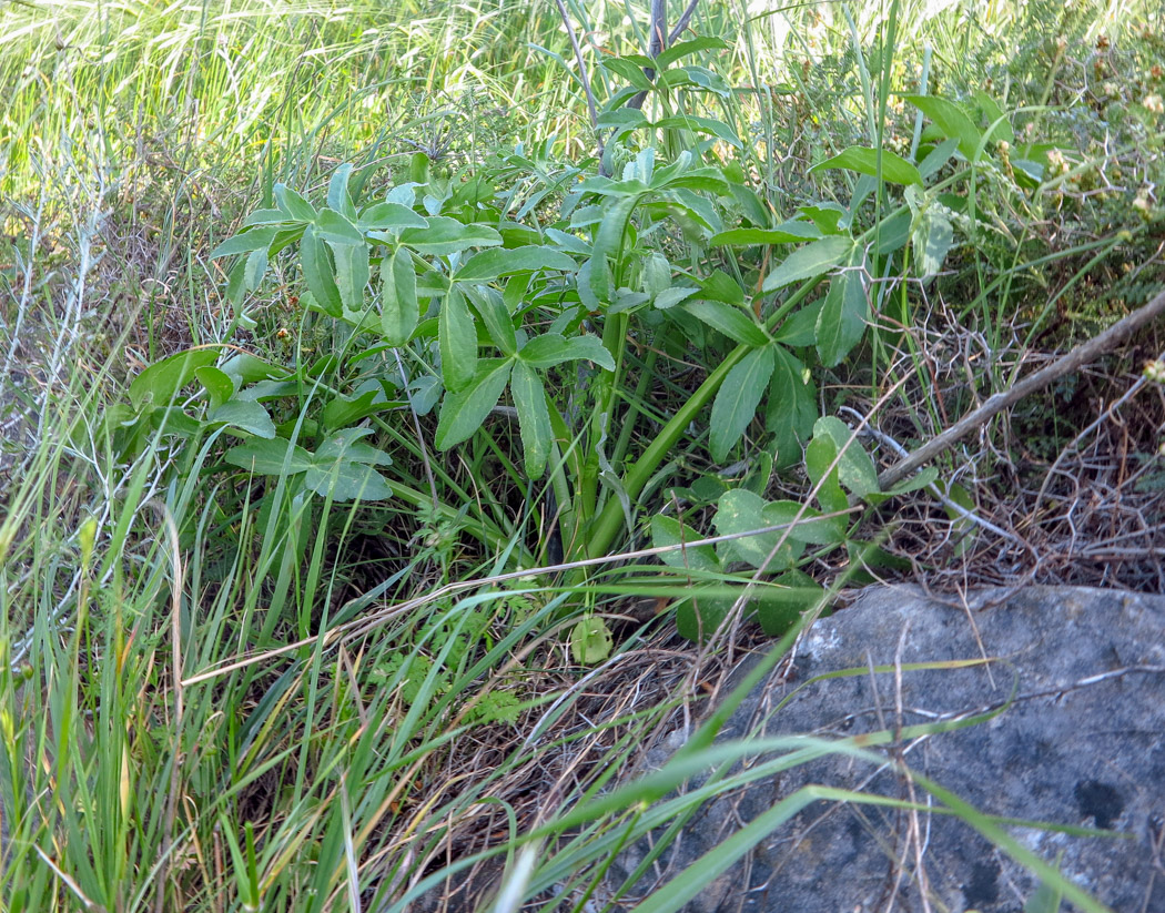 Изображение особи Smyrnium olusatrum.