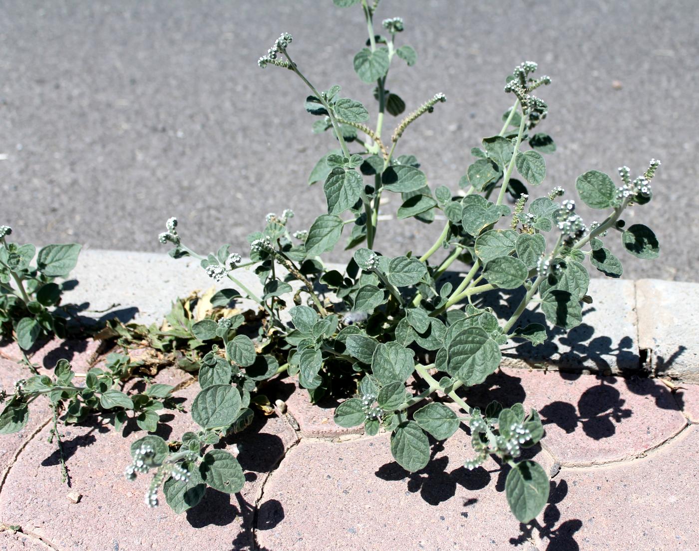 Изображение особи Heliotropium ellipticum.