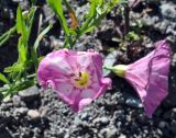 Convolvulus chinensis