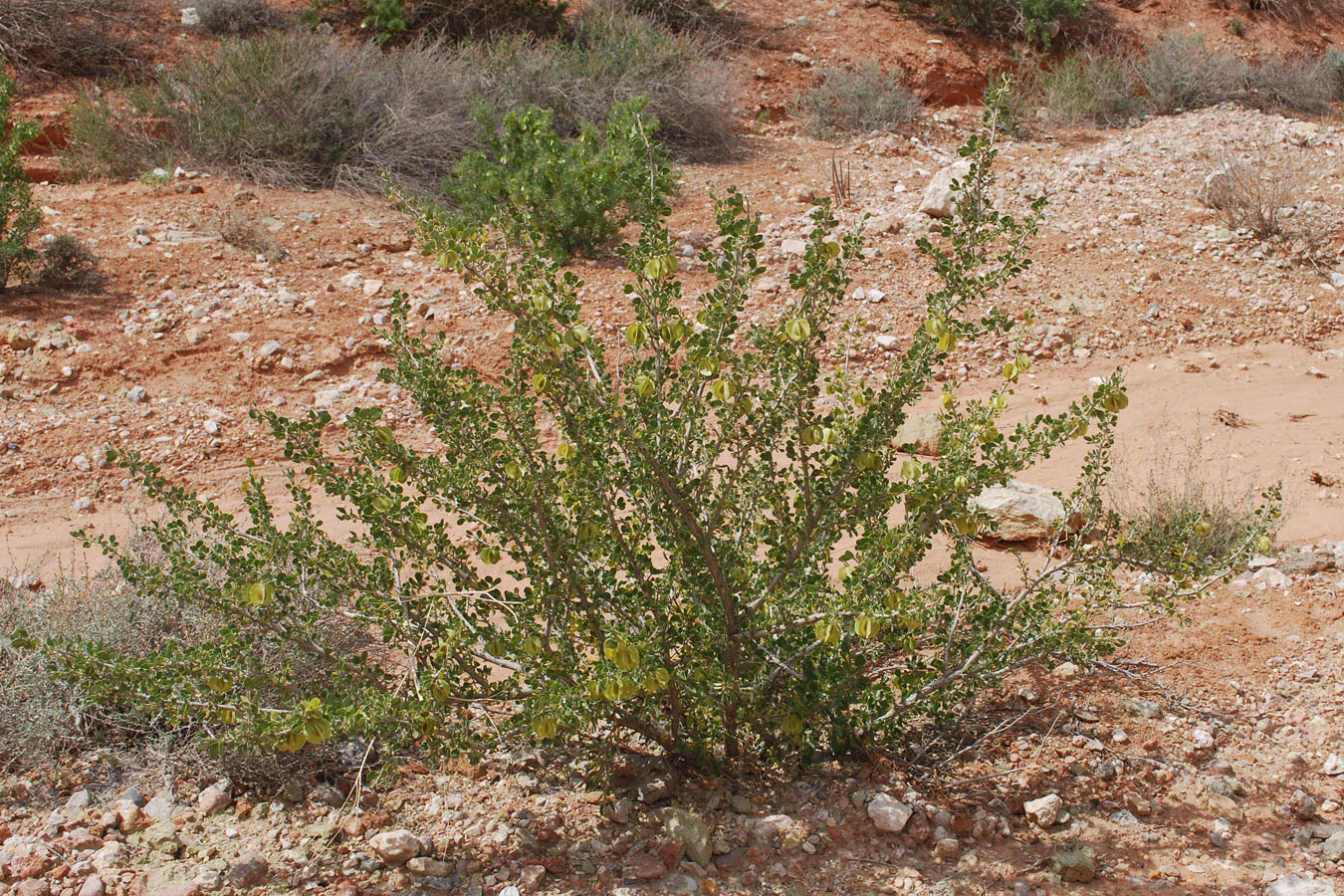 Image of Zygophyllum atriplicoides specimen.