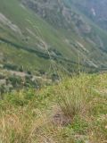 Festuca woronowii
