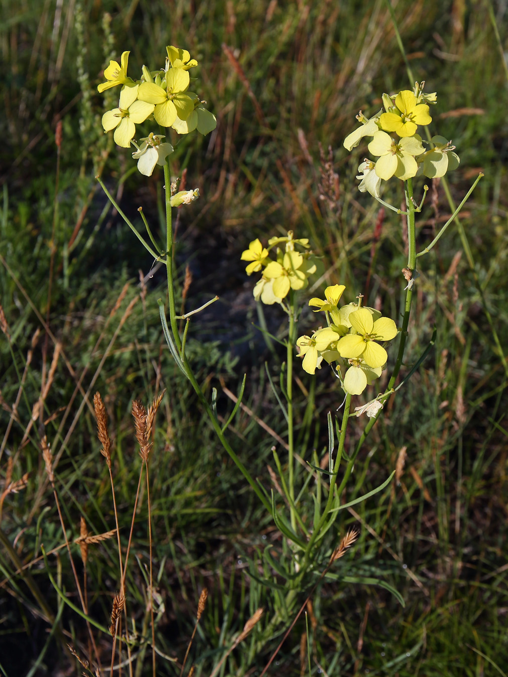 Image of Erysimum flavum specimen.