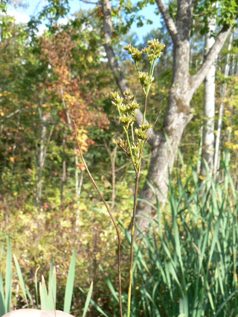 Image of Juncus articulatus specimen.