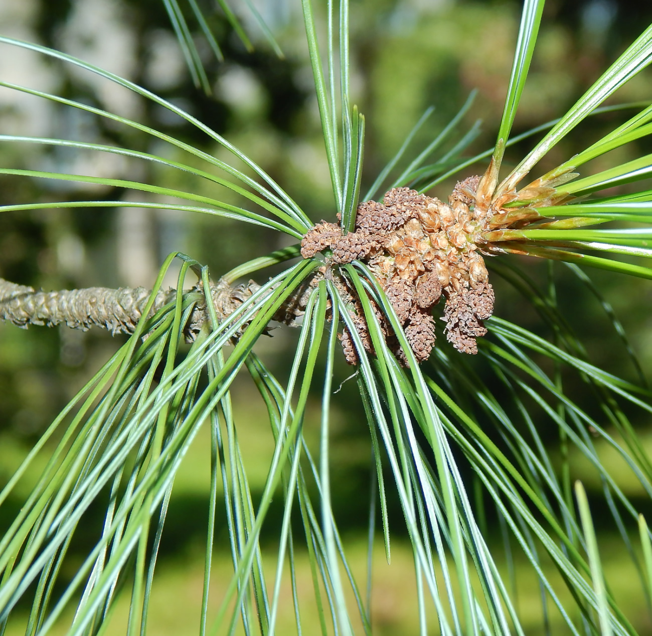 Изображение особи Pinus strobus.