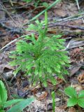 Lycopodium obscurum