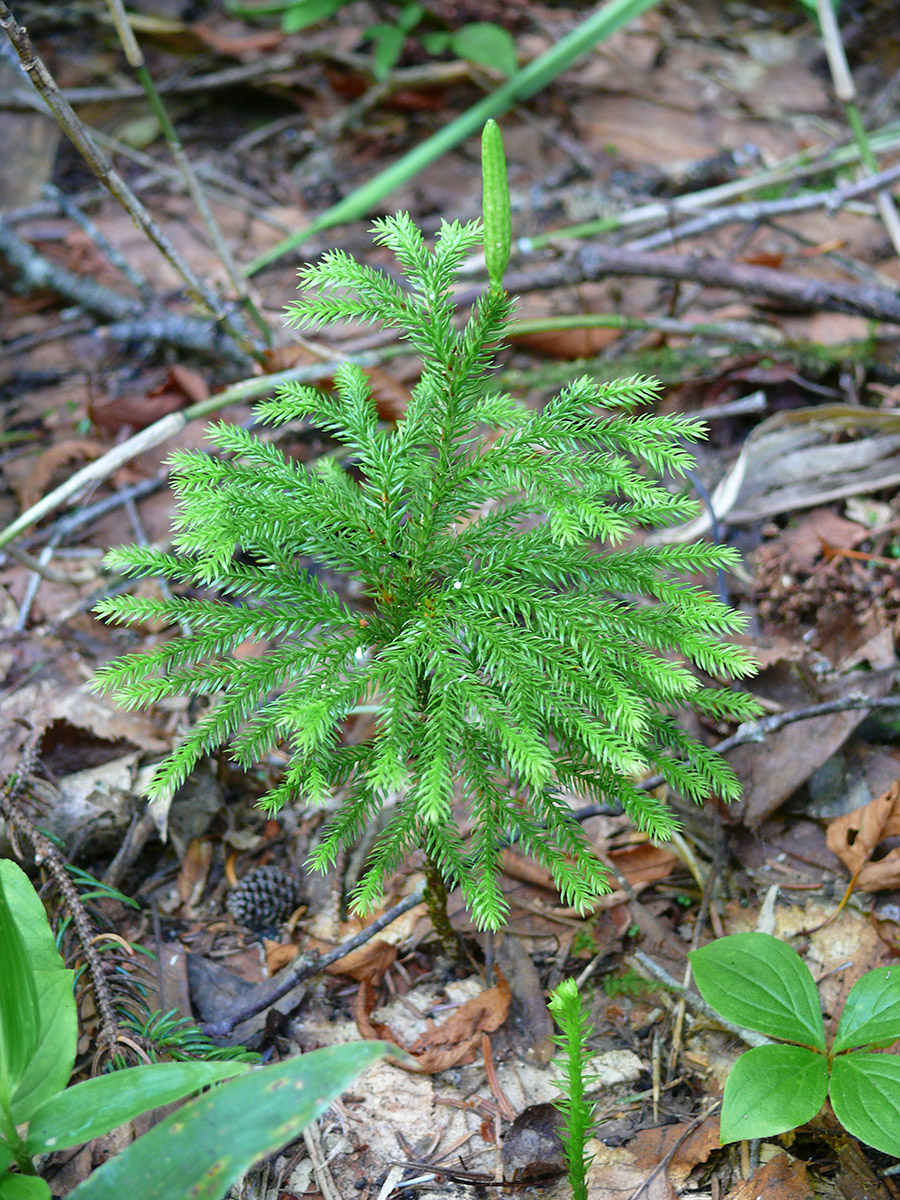 Image of Lycopodium obscurum specimen.