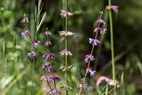 Salvia judaica