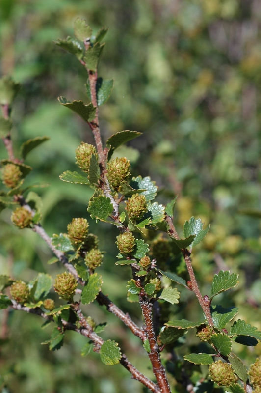 Image of Betula rotundifolia specimen.