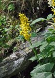Ligularia sibirica. Соцветие и лист. Хабаровский край, р-н им. Полины Осипенко, хребет Дуссе-Алинь, берег оз. Горное, ≈ 1300 м н.у.м., каменистый участок берега. 20.07.2021.
