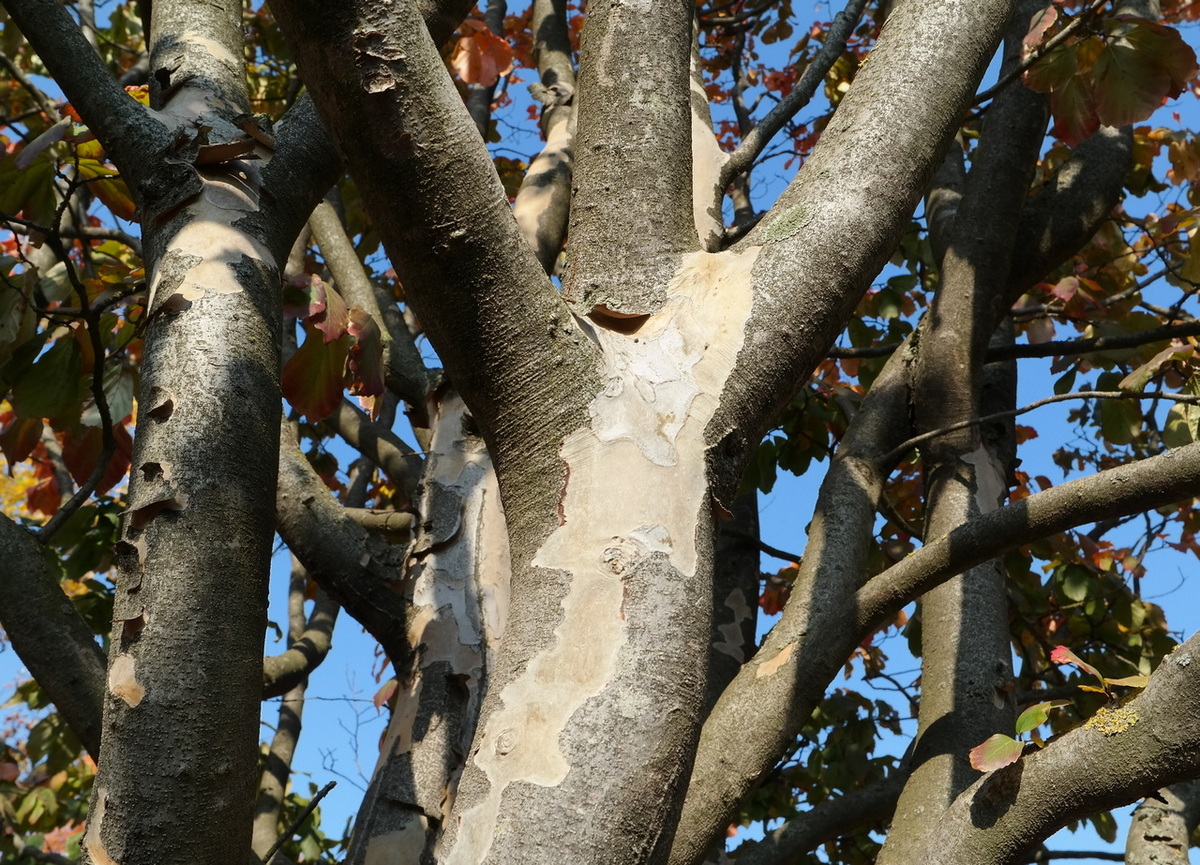 Изображение особи Parrotia persica.