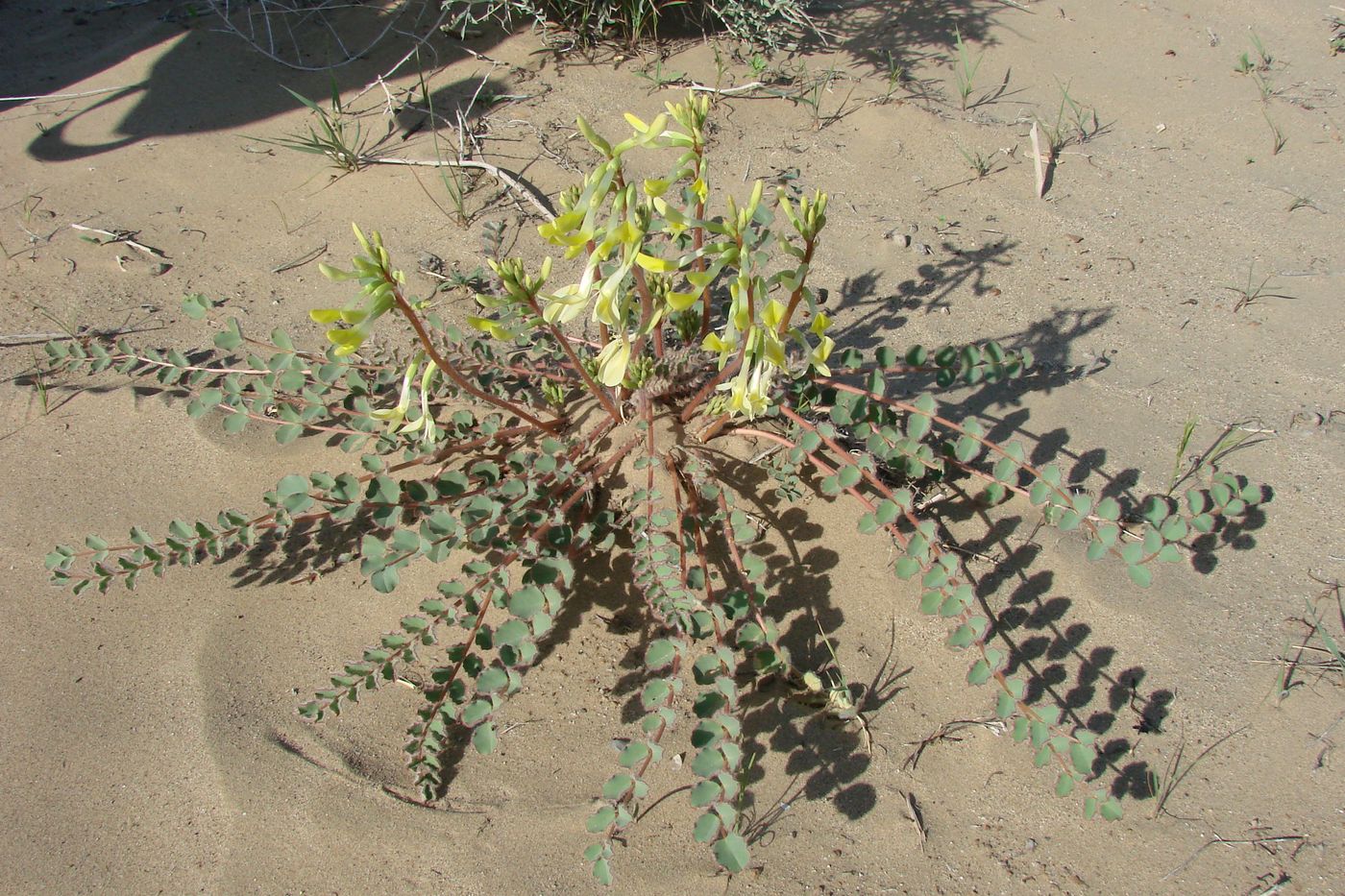 Изображение особи Astragalus flexus.