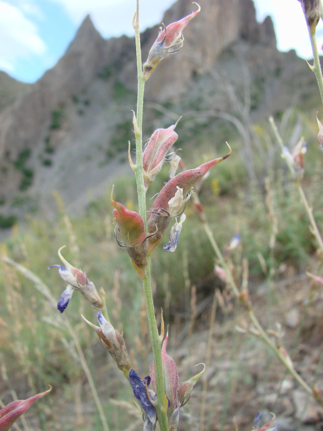 Изображение особи Oxytropis pseudorosea.