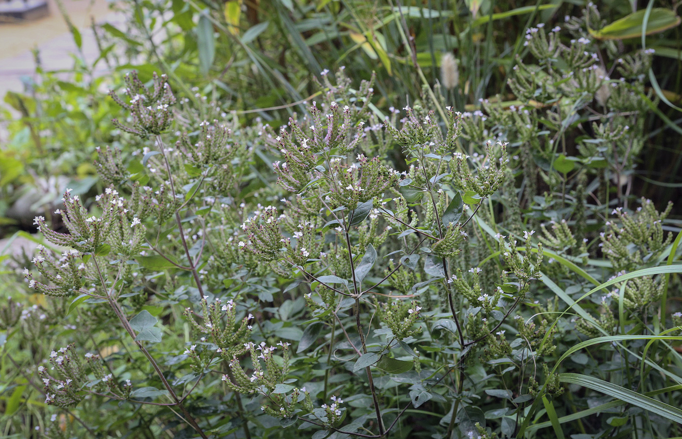 Image of Origanum vulgare ssp. viride specimen.