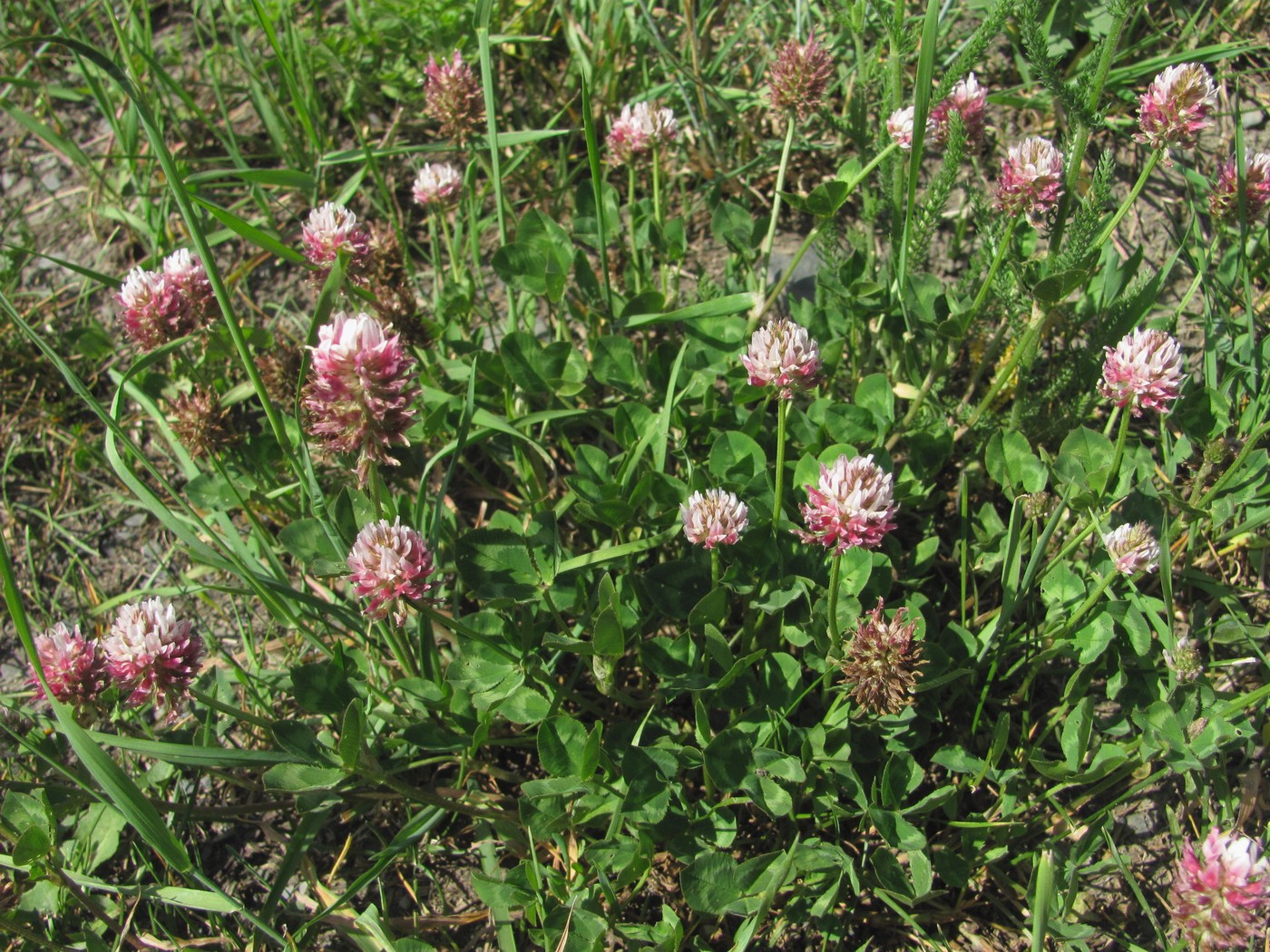 Image of Trifolium ambiguum specimen.