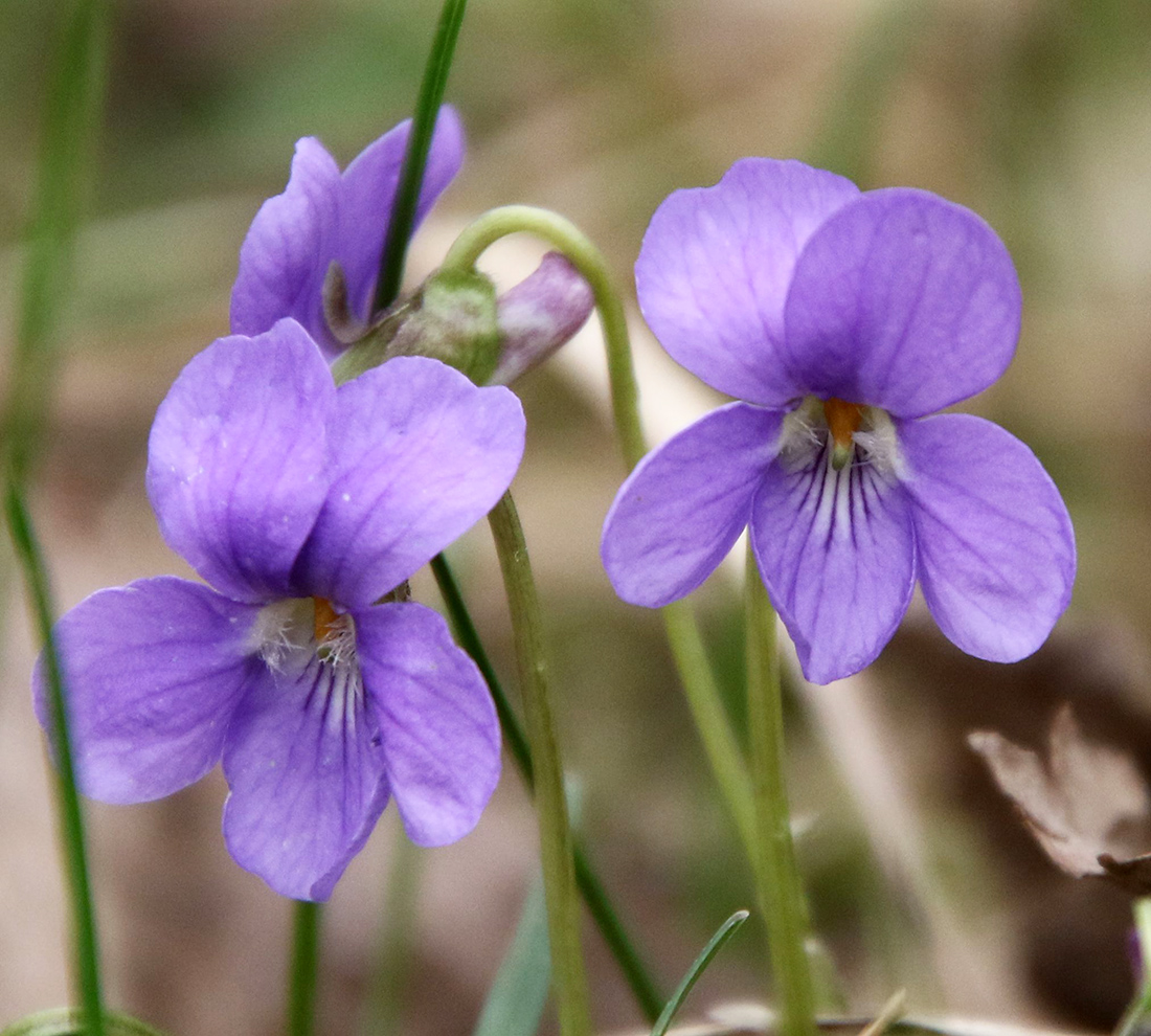 Image of Viola hirta specimen.