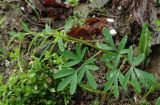 Corydalis angustifolia. Плодоносящее растение. Азербайджан, Гахский р-н, с. Илису. 19.04.2010.
