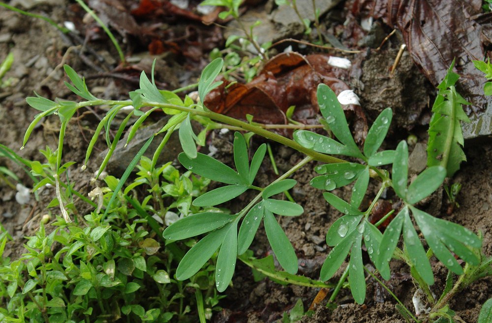 Изображение особи Corydalis angustifolia.