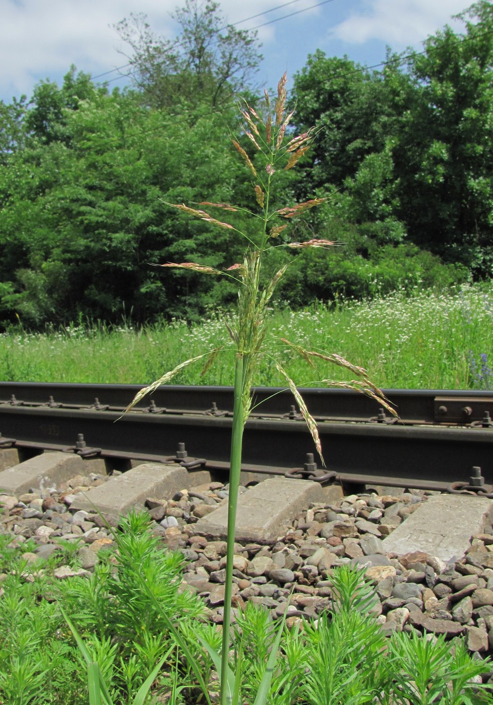 Image of Sorghum halepense specimen.