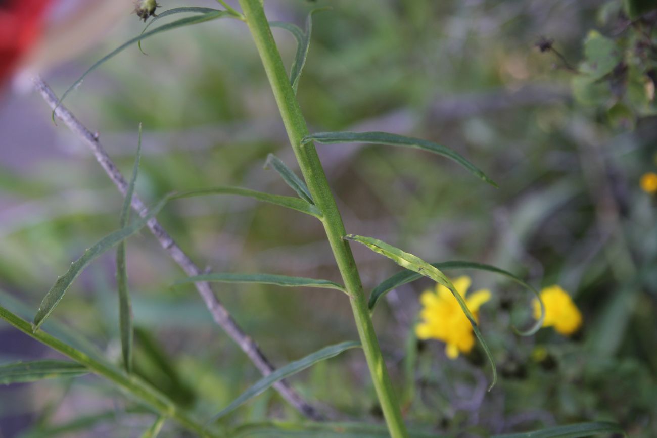 Изображение особи род Hieracium.