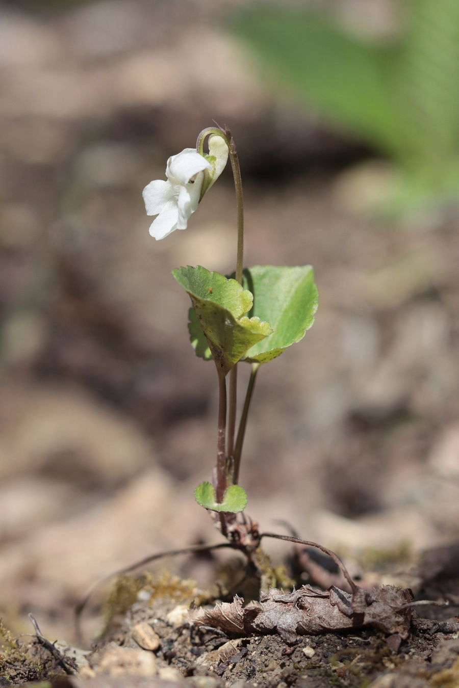 Image of Viola tanaitica specimen.