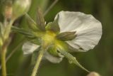 Fragaria campestris. Чашечка. Крым, Бахчисарайский р-н, окр. пгт Куйбышево, поляна на склоне каменистого холма. 02.05.2022.