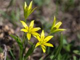 Gagea glacialis