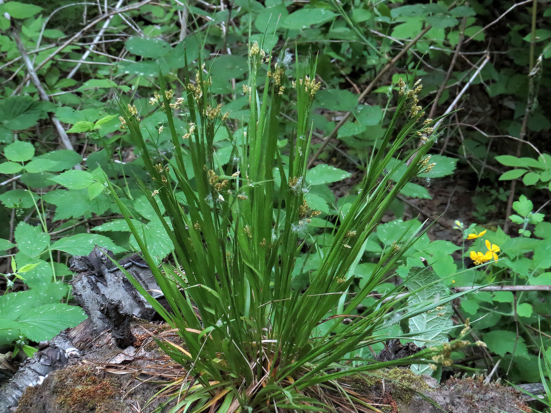 Image of Luzula multiflora specimen.