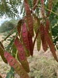 Albizia procera