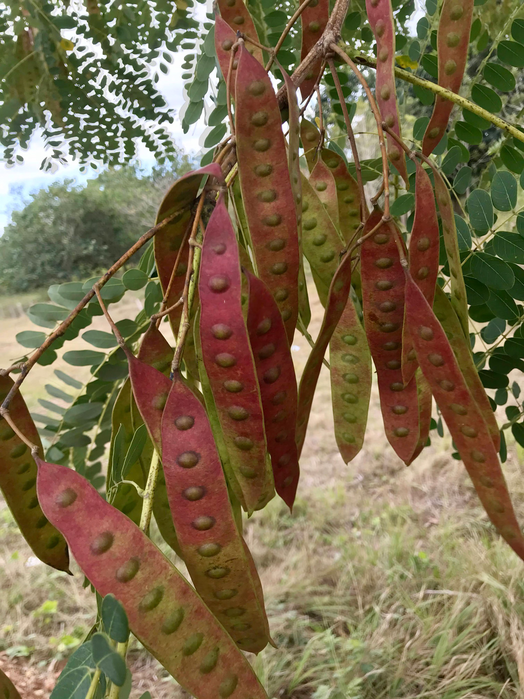 Изображение особи Albizia procera.