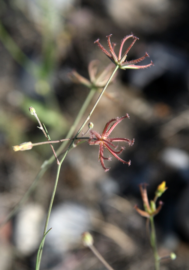 Image of Koelpinia tenuissima specimen.