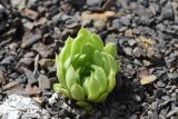 genus Sempervivum. Вегетирующее растение. Республика Ингушетия, Джейрахский р-н, окр. ур. Дакхала, высота ок. 1850 м н.у.м., гребень отрога, мелкощебенистый участок. 18 июня 2022 г.