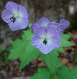Geranium platyanthum